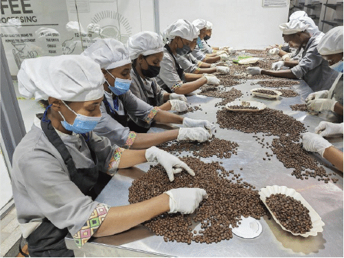 From Cherry to Cup:An Exploration of Ethiopian Coffee, from Ecosystem to Global Economy