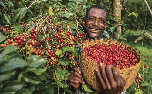 From Cherry to Cup:An Exploration of Ethiopian Coffee, from Ecosystem to Global Economy