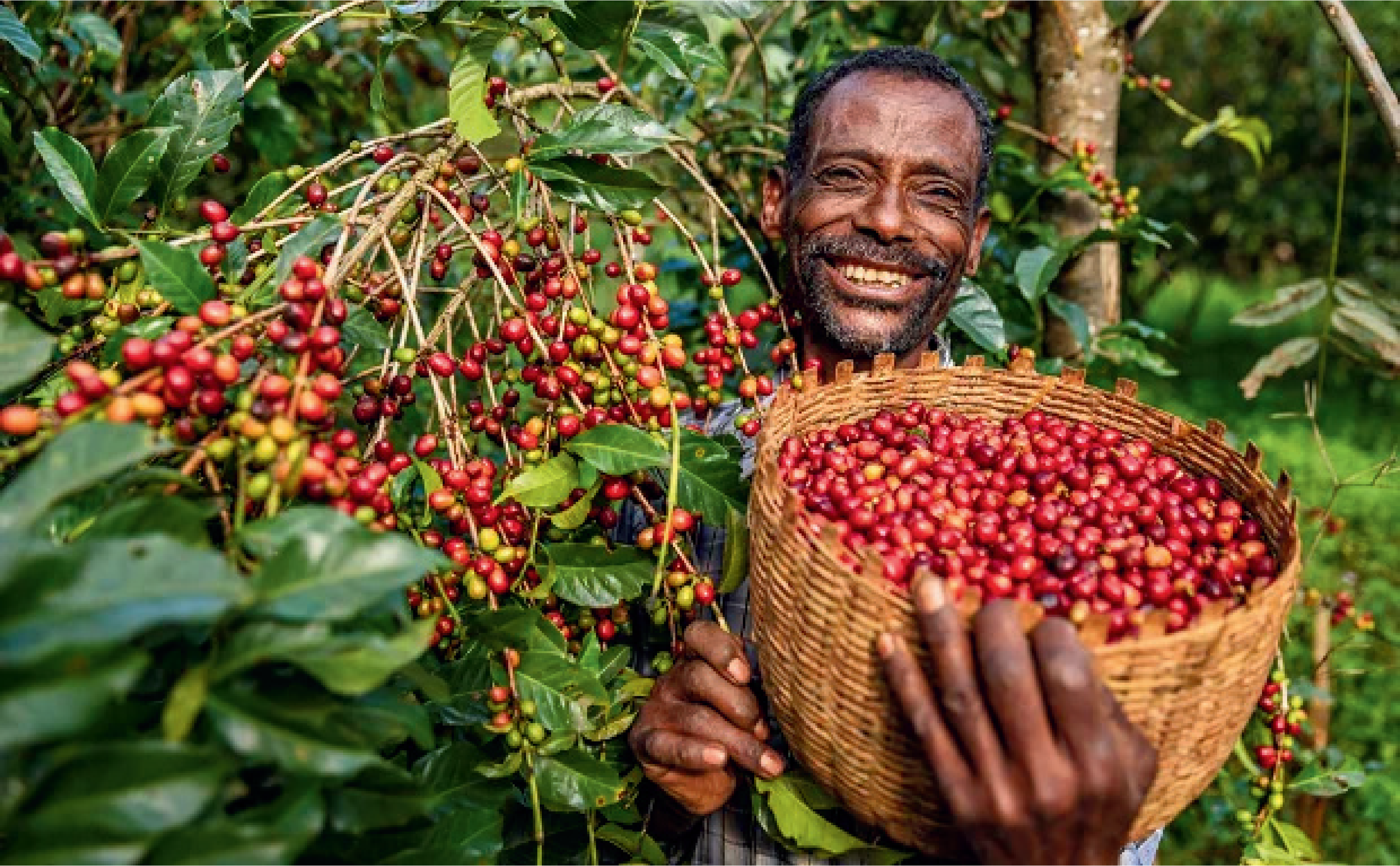 From Cherry to Cup:An Exploration of Ethiopian Coffee, from Ecosystem to Global Economy