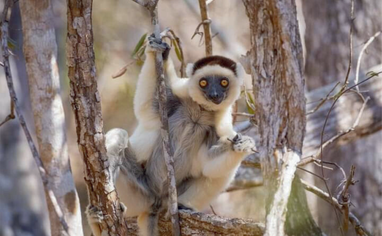 Madagascar: An Adventure in Biodiversity, Economy, and Sustainable Development