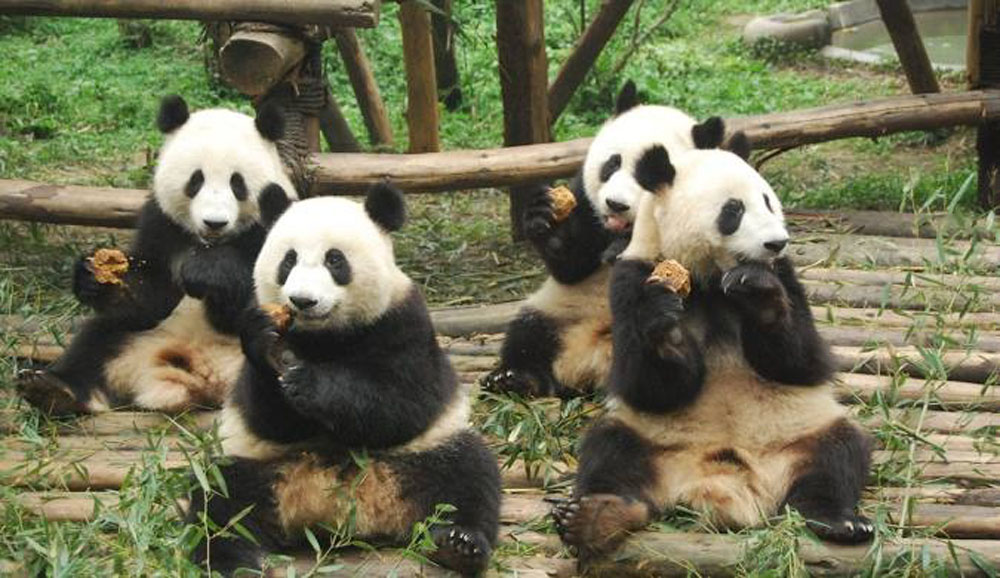 The Dragon's Three Heads: Beijing, Shanghai, Chengdu as Symbols of China's Superpower